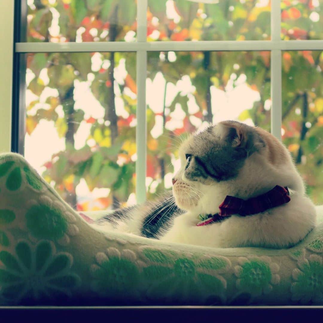 takegaeruのインスタグラム：「秋まりん🍁🍂🌾  #cat #scottishfold #猫 #スコティッシュフォールド #三毛スコ友の会」