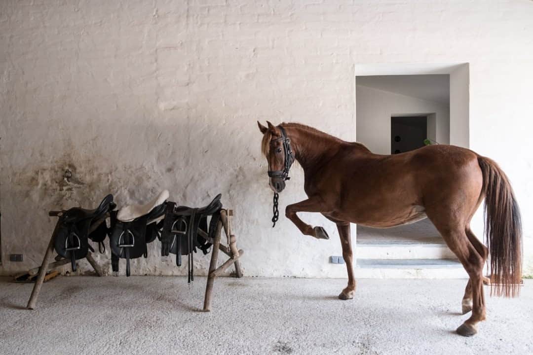 National Geographic Travelさんのインスタグラム写真 - (National Geographic TravelInstagram)「Photo by @francescolastrucci / A horse waits to be saddled in the stables of the long-standing estate of São Lourenço do Barrocal in the Alentejo region of Portugal. Rural Alentejo, dotted with whitewashed villages and megalithic sites, is a vast land that runs from the “other side of the River Tejo” (giving the name of Alentejo) to the Spanish border. It is a land of large estates, with large extensions of vineyards, olive groves, and cork woods, where it is normal to have the pleasant feeling of being lost in time and space. Follow me @francescolastrucci for more places, daily life, and stories around the world. #alentejo #portugal #dailylife」10月9日 13時09分 - natgeotravel