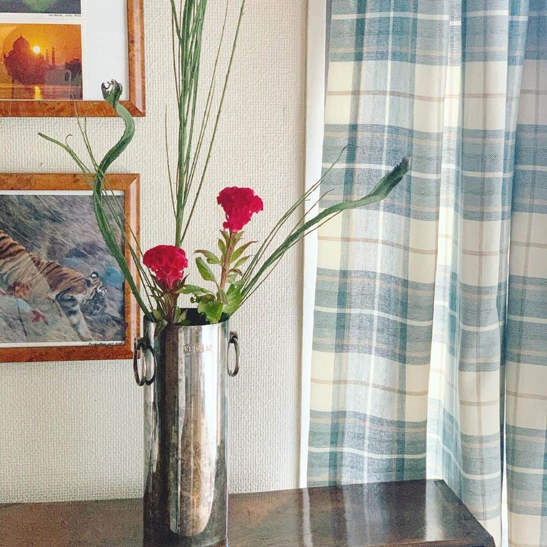 いかりさとみさんのインスタグラム写真 - (いかりさとみInstagram)「いま飾ってるのはケイトウの花。ずっとこの花を『けいと』と覚えていて、ふわふわした毛糸みたいだからと思っていたら、鶏頭『ケイトウ』でした。 子供の頃は、毛糸でできてると思ってたくらいあったかそうな花です  #ケイトウ」10月9日 13時09分 - satomi_ikari