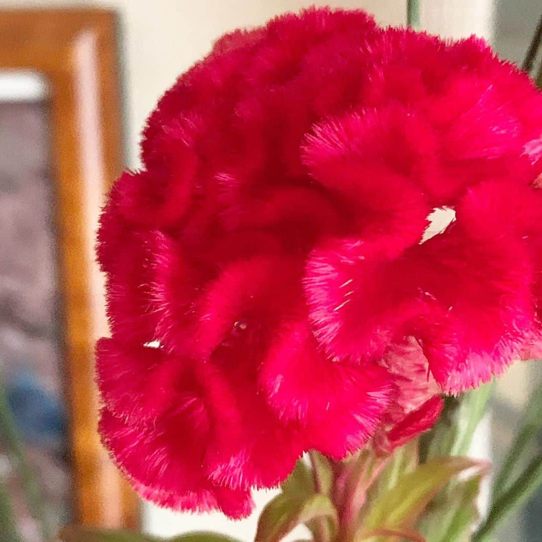 いかりさとみのインスタグラム：「いま飾ってるのはケイトウの花。ずっとこの花を『けいと』と覚えていて、ふわふわした毛糸みたいだからと思っていたら、鶏頭『ケイトウ』でした。 子供の頃は、毛糸でできてると思ってたくらいあったかそうな花です  #ケイトウ」