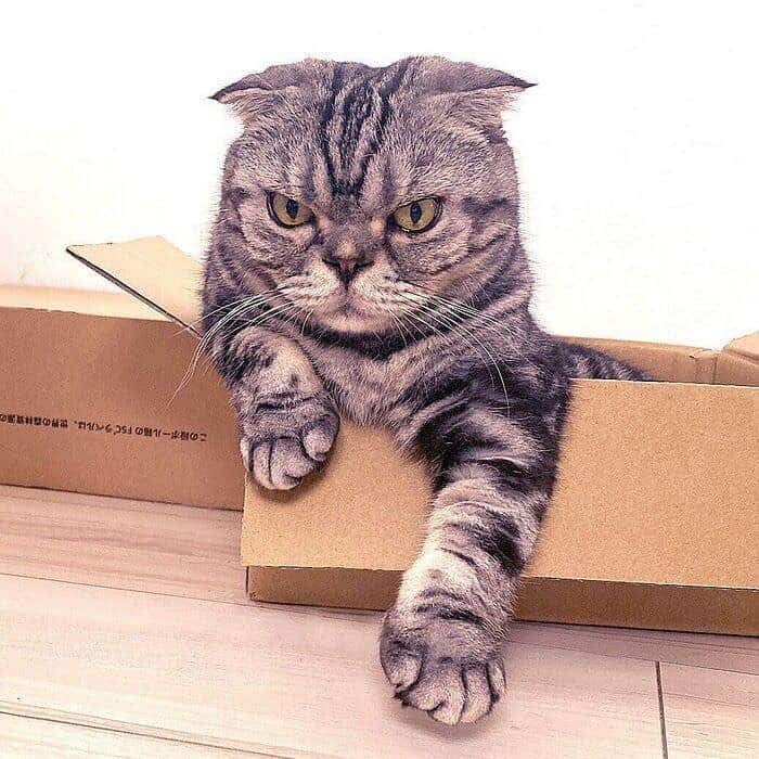 Shishi-maruさんのインスタグラム写真 - (Shishi-maruInstagram)「🐱ねこのきもちWEBMAGAZINE にて、猫エッセイが更新されました。今回は「箱入り猫ししまるのし最新写真まとめ」です。お楽しみ下さい。  【渋ネコししまるさん】#68 ｜ねこのきもちWEB MAGAZINE  https://cat.benesse.ne.jp/lovecat/content/?id=82033  🐱My essay about Shishi-maru is serialized in a weekly magazine:) ーーーーーーーーーーーーー 🌺「渋ネコ ししまるさん」ねこのきもちWEB MAGAZINE にて毎週金曜日エッセイの連載中 ーーーーーーーーーーー 📕「ぷっちねこ。」「3匹のちいさな猫を召喚できたなら」「ちいさな猫を召喚できたなら」徳間書店より単行本発売中 ーーーーーーーーーーー ⭐︎ねこ漫画→@tacos_cat 🌺Twitter →@taco_emonemon ーーーーーーーーーーー」10月9日 13時06分 - emonemon