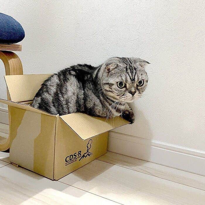 Shishi-maruのインスタグラム：「🐱ねこのきもちWEBMAGAZINE にて、猫エッセイが更新されました。今回は「箱入り猫ししまるのし最新写真まとめ」です。お楽しみ下さい。  【渋ネコししまるさん】#68 ｜ねこのきもちWEB MAGAZINE  https://cat.benesse.ne.jp/lovecat/content/?id=82033  🐱My essay about Shishi-maru is serialized in a weekly magazine:) ーーーーーーーーーーーーー 🌺「渋ネコ ししまるさん」ねこのきもちWEB MAGAZINE にて毎週金曜日エッセイの連載中 ーーーーーーーーーーー 📕「ぷっちねこ。」「3匹のちいさな猫を召喚できたなら」「ちいさな猫を召喚できたなら」徳間書店より単行本発売中 ーーーーーーーーーーー ⭐︎ねこ漫画→@tacos_cat 🌺Twitter →@taco_emonemon ーーーーーーーーーーー」