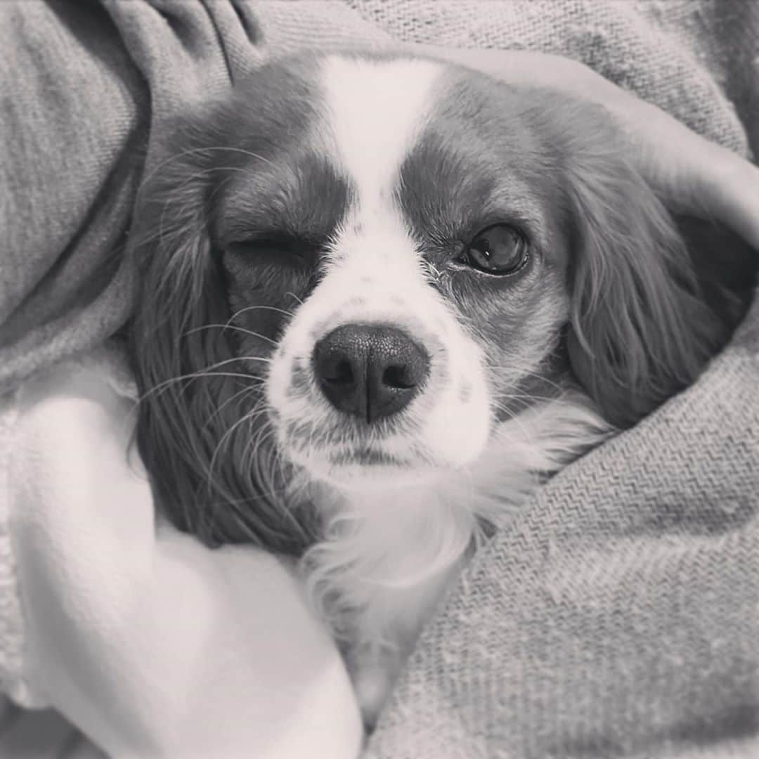 廣岡聖さんのインスタグラム写真 - (廣岡聖Instagram)「#Wink #cavalirkingcharlesspaniel」10月9日 13時07分 - hirooka_hijiri