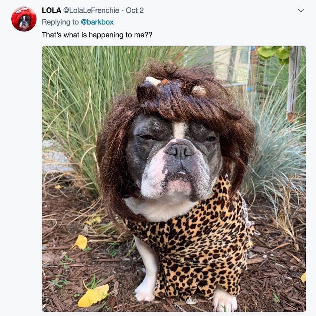 BarkBoxさんのインスタグラム写真 - (BarkBoxInstagram)「Okay this is from the spooky archives BUT i think Lola predicted Carole Baskin in that second photo... 🤔」10月9日 4時21分 - barkbox
