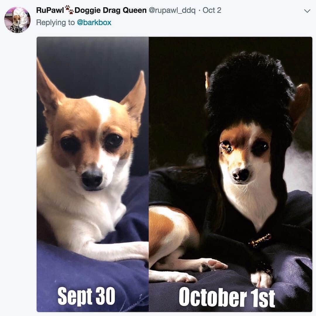 BarkBoxさんのインスタグラム写真 - (BarkBoxInstagram)「Okay this is from the spooky archives BUT i think Lola predicted Carole Baskin in that second photo... 🤔」10月9日 4時21分 - barkbox