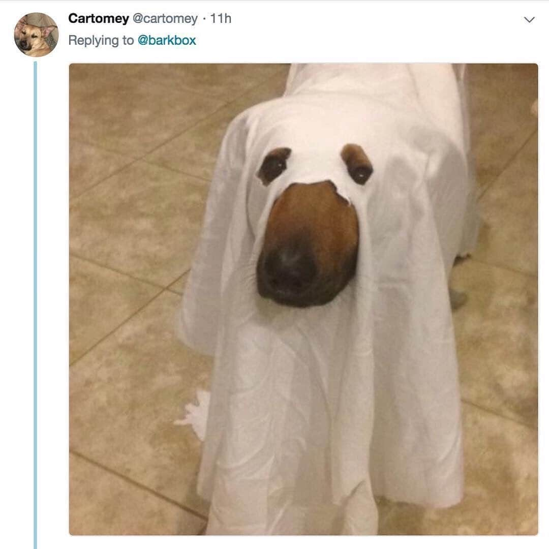 BarkBoxさんのインスタグラム写真 - (BarkBoxInstagram)「Okay this is from the spooky archives BUT i think Lola predicted Carole Baskin in that second photo... 🤔」10月9日 4時21分 - barkbox