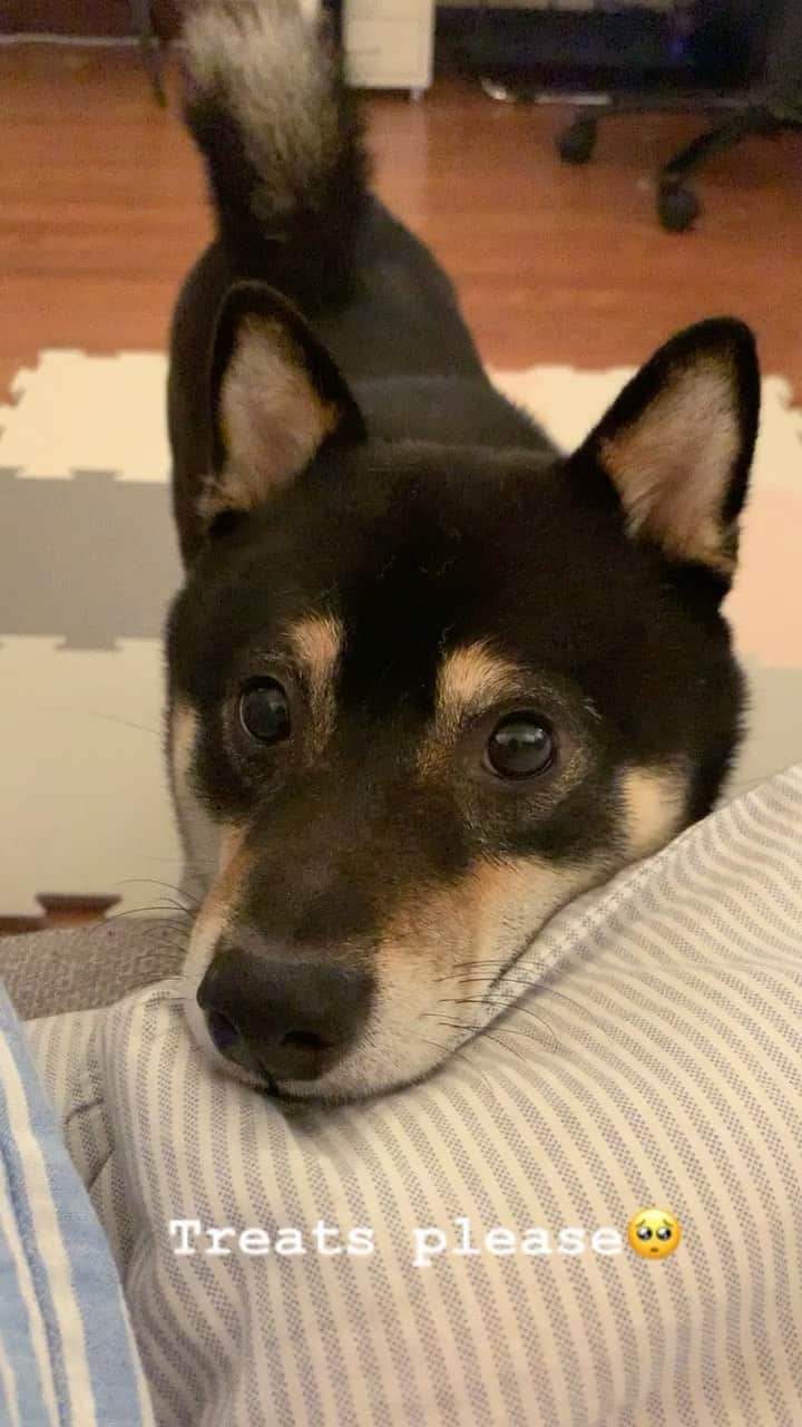 ?Fricko the Shiba Inu?のインスタグラム：「Please hooman, can I have some treats?🥺 🐾 🐾 🐾 #Keaton #🐶 #☀️ #shiba #shibainu #dog #柴犬 #黒柴  #adorable #shibaholics  #dogoftheday  #weeklyfluff #aww #dogstagram  #blackshiba #puppiesofinstagram #shibalove #shibastagram #shibadog #shibasofinstagram #doglovers #🐕 #puppye」