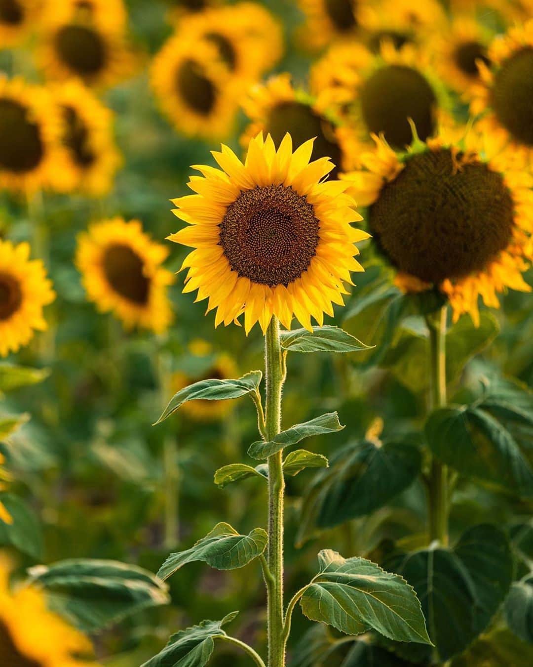 instagoodさんのインスタグラム写真 - (instagoodInstagram)「@wildersruth  . PS, if you visit these sunflower fields be respectful of the crops. If you step into the fields you’re not only trespassing but also potentially damaging someone’s property and source of income. I stayed at the edge of the field but saw many people walking deep into the crops and even pulling on the flowers to pose for a photo. It’s tempting, but you gotta respect areas like this so we can keep going back.」10月9日 4時40分 - instagood