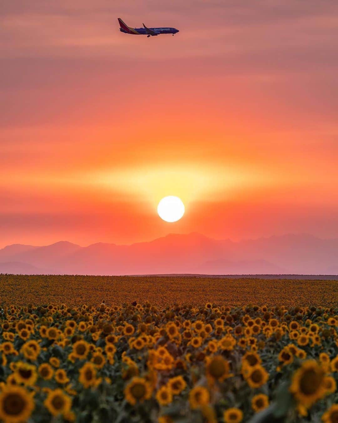 instagoodさんのインスタグラム写真 - (instagoodInstagram)「@wildersruth  . PS, if you visit these sunflower fields be respectful of the crops. If you step into the fields you’re not only trespassing but also potentially damaging someone’s property and source of income. I stayed at the edge of the field but saw many people walking deep into the crops and even pulling on the flowers to pose for a photo. It’s tempting, but you gotta respect areas like this so we can keep going back.」10月9日 4時40分 - instagood
