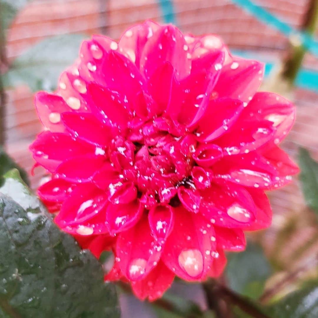 のインスタグラム：「NEW RED DAHLIA 💮💮💮💮💮💮 #GASOLINEGARDEN #ILOVEGARDENS #GARDENSRULE #GARDENCHURCH #GARDENPARTY #GARDENMAGIC #AVANTGARDEN #GARDENS #GARDENGANGSTER #GARDEN #GRADENLIFE #GARDENER #GARDENTIME  #GARDENING #VEGETABLEGARDEN #FLOWERS #SUCCULENTS  #PLANTS  #CACTUS #DAHLIAS #dahlia #AYEARINFLOWERS  #shadowhills  #THANKYOU  @gasolineglamour  #GASOLINEGLAMOUR #PLANTSOMESHIT  #GROWSOMESHIT  @swanislanddahlias do you know which one this is?」