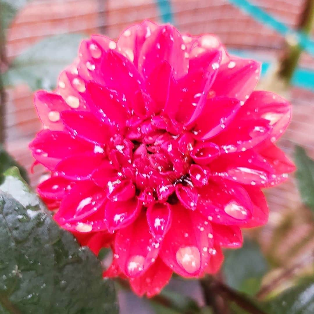 ガソリングラマーさんのインスタグラム写真 - (ガソリングラマーInstagram)「NEW RED DAHLIA 💮💮💮💮💮💮 #GASOLINEGARDEN #ILOVEGARDENS #GARDENSRULE #GARDENCHURCH #GARDENPARTY #GARDENMAGIC #AVANTGARDEN #GARDENS #GARDENGANGSTER #GARDEN #GRADENLIFE #GARDENER #GARDENTIME  #GARDENING #VEGETABLEGARDEN #FLOWERS #SUCCULENTS  #PLANTS  #CACTUS #DAHLIAS #dahlia #AYEARINFLOWERS  #shadowhills  #THANKYOU  @gasolineglamour  #GASOLINEGLAMOUR #PLANTSOMESHIT  #GROWSOMESHIT  @swanislanddahlias do you know which one this is?」10月9日 4時49分 - gasolineglamour