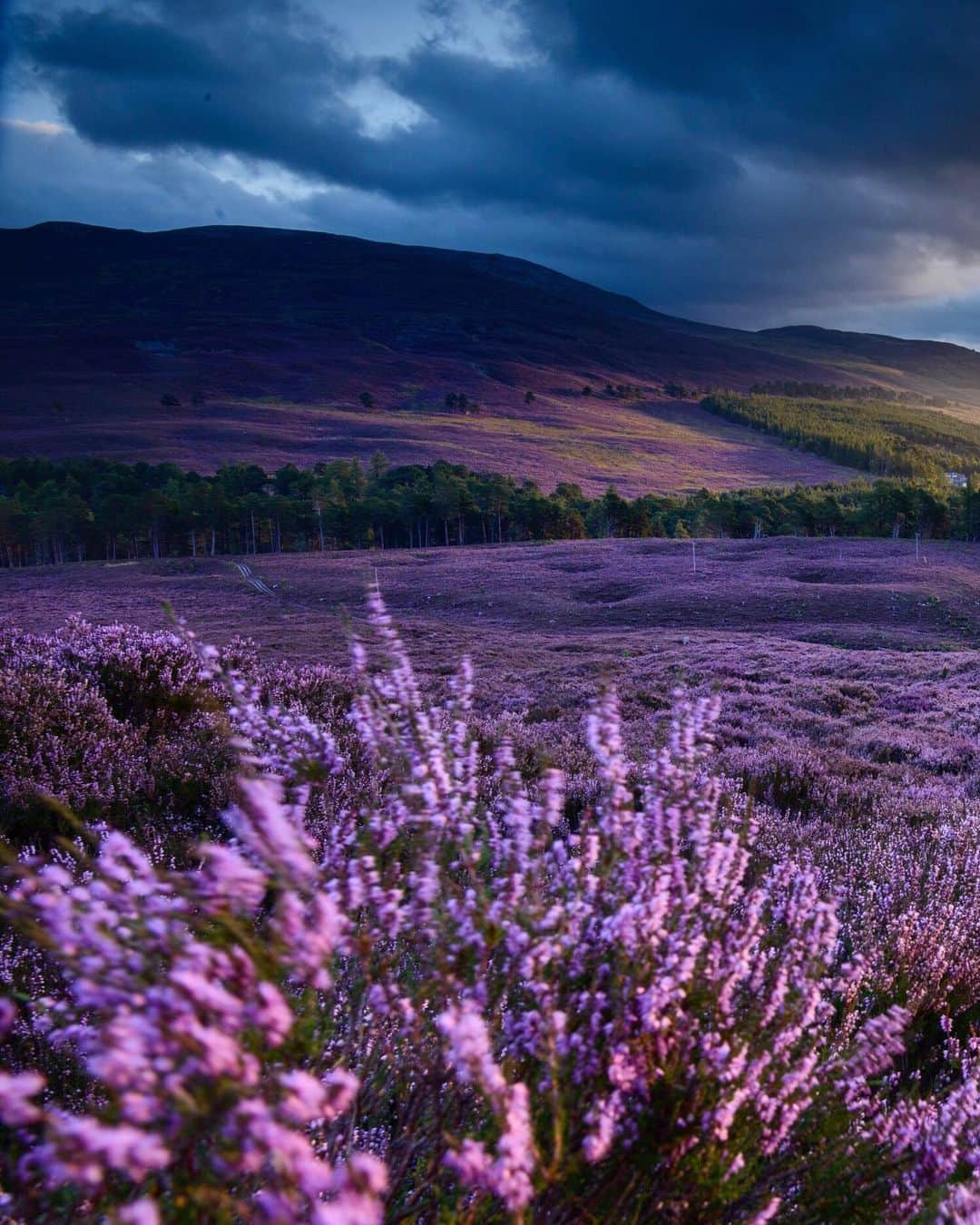 National Geographic Travelさんのインスタグラム写真 - (National Geographic TravelInstagram)「Photo by @jimrichardsonng / Heather is the signature plant of the Scottish moors. It is beautiful but tough, reflecting the character of the country. Blooming in late summer, it blankets the hills in purple, as seen here in the valley of the River Dee near Braemar.  We’d been searching for perfect heather for a week. We looked on Skye, went out to Lewis and Harris, and finally came back to the Cairngorms. The next morning we got this at Mar Lodge Estate as the shaft of light came down the glen. I was in a delirious panic to capture the fleeting light, moving quickly like a fox. Landscapes in Scotland do not hold still for you but dare you to see them in their moment.  For more from Scotland, follow me @JimRichardsonNG.  #scotland #cairngorms」10月9日 5時13分 - natgeotravel