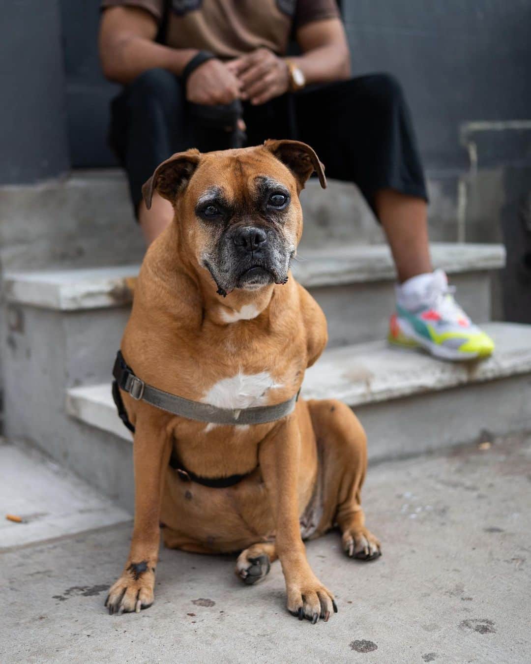 The Dogistさんのインスタグラム写真 - (The DogistInstagram)「Jasmine, Boxer (11 y/o), Spring & Lafayette St., New York, NY • “She used to attack every dog she saw; she’s much better now. She’s a rescue from the South.”」10月9日 5時25分 - thedogist