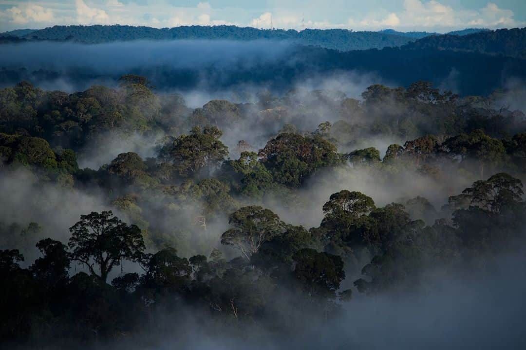 thephotosocietyさんのインスタグラム写真 - (thephotosocietyInstagram)「Photo by @yamashitaphoto // Sunrise breaks through the fog above the canopy in Ulu Temburong National Park, Brunei Darussalam. Kept out of humanity’s reach for as long as they have existed, these lush green jungles make up more than 70% of the country and are some of the oldest on the planet.  Through my work, I've been fortunate to see and record many of the world’s most pristine environments before man-made and natural conditions have altered the ecological balance.  Today, I am honored to be selected as an ambassador of the prestigious global environmental initiative and award, the Earthshot Prize, spearheaded by Great Britain's Prince William, Duke of Cambridge and Sir David Attenborough, broadcaster and natural historian. The prize, which will award £50 million over ten years to individuals and teams who devise solutions to bring about positive change for the environment, aims to emphasize humanity's powers of ingenuity and collective action. The Earthshot Prize is centered around five key goals for healing our planet's endangered environment by 2030: Protect and restore nature; Clean our air; Revive our oceans; Build a waste-free world and Fix our climate.    Five winners will be announced each year for the next ten years, with the aim of celebrating and supporting at least 50 remedies for the planet's most pressing environmental problems.  I am proud to support the The Earthshot Prize, the most prestigious global environmental prize in history, designed to incentivise change and help repair our planet over the next 10 years, while turning the current pessimism surrounding environmental issues into optimism and hope for the future.   To learn more, follow @EarthshotPrize #EarthshotPrize」10月9日 5時30分 - thephotosociety