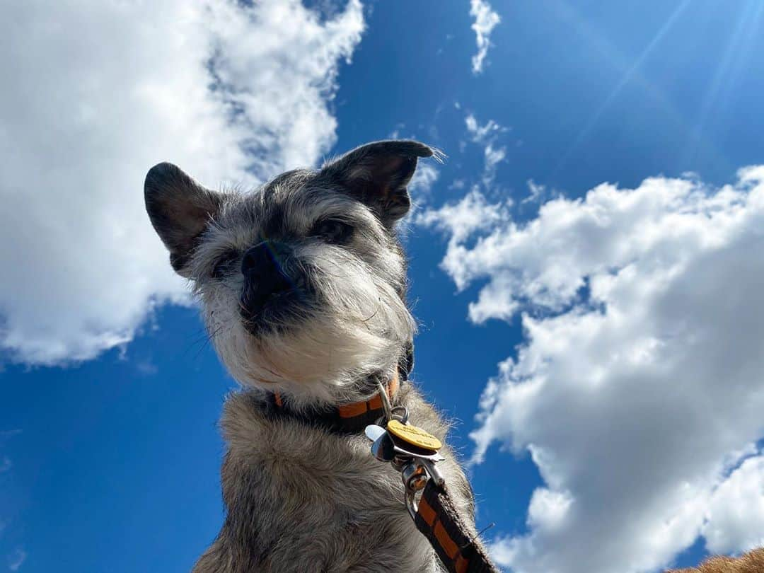 サンドラ・バーンハードさんのインスタグラム写真 - (サンドラ・バーンハードInstagram)「Blue skies nothing but blue skies #George urges you to #votebluetosaveamerica #bidenharris2020 yay!」10月9日 5時52分 - sandragbernhard