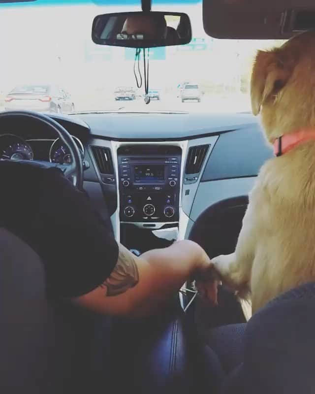 DogsOf Instagramのインスタグラム：「“something you may not know about Lucy...she has to be holding your hand in the car 😭 😂 “ writes @lillu_22   #dogsofinstagram」
