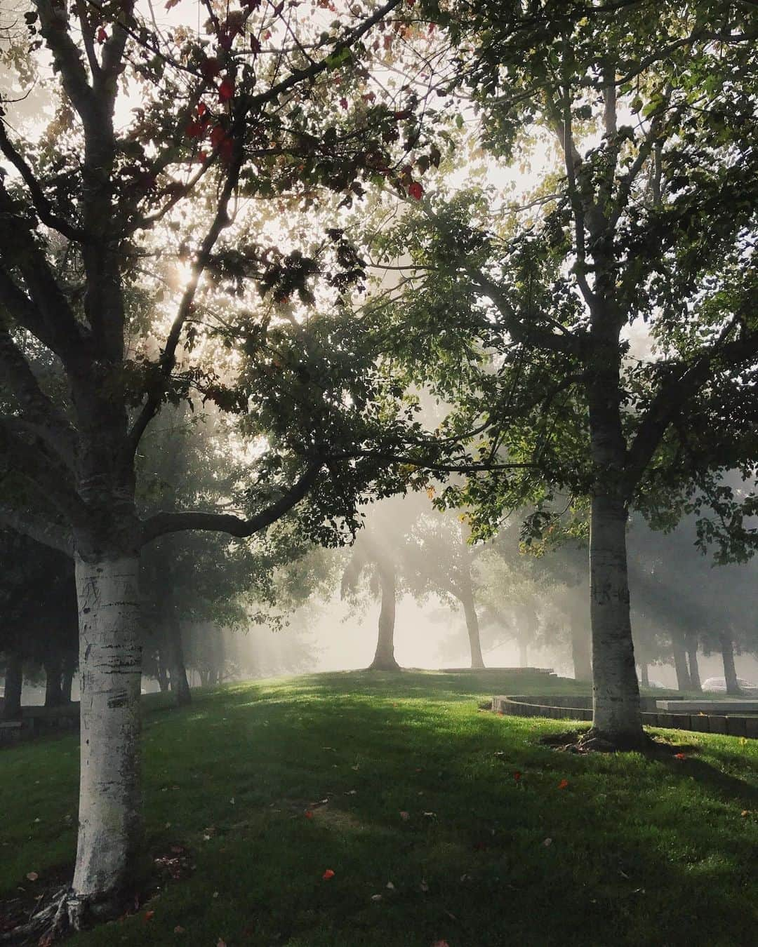 Robin May Flemingのインスタグラム：「On a foggy day, these trees become their own little rain clouds. Technically this is called "fog drip." But I'm gonna stick with "magic."」