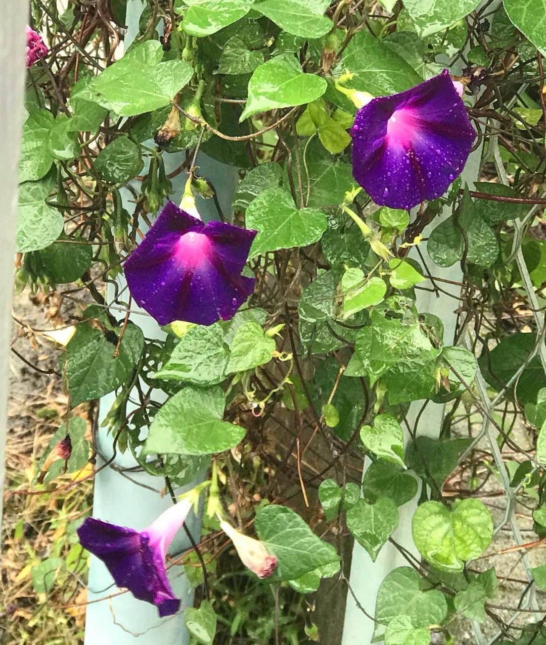 前野えまさんのインスタグラム写真 - (前野えまInstagram)「台風心配ですね。 みなさんも気をつけてくださいね。  いってきます！ ・ ・ #朝顔 #今朝の一枚 #通学路 #雨の日 #いってきます   #morningglory #purple #violet #flowers #flowers #flowerstagram  #followme #tagsforlikes #tflers #tagsforlikesapp #actress #photography #portrait #portraitphotography #daily_phot_jpn #japan_daytime_view」10月9日 7時05分 - maeno_ema