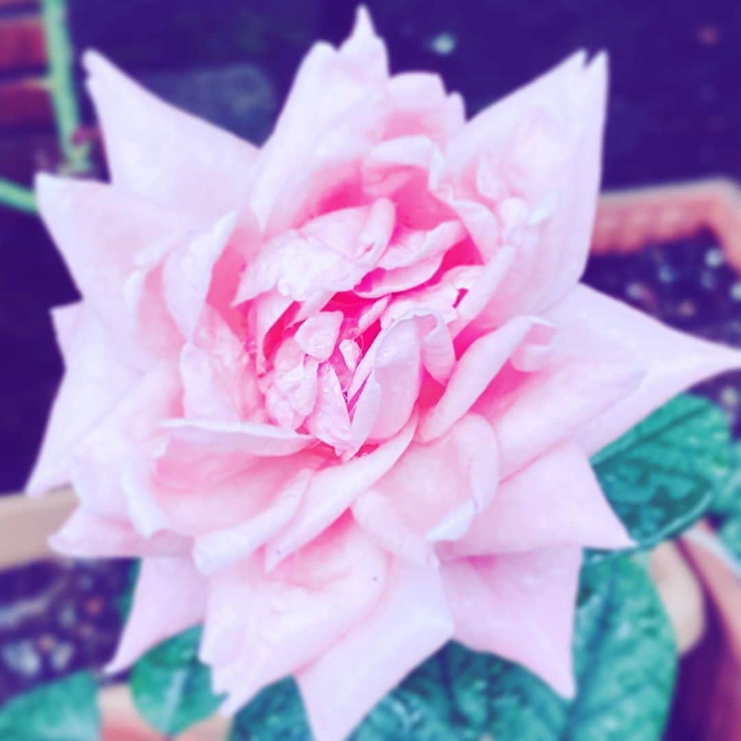 中野敬久さんのインスタグラム写真 - (中野敬久Instagram)「#flower #flowersoflife #pink #hope #wet #rain #staysafe」10月9日 7時18分 - hirohisanakano