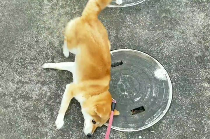 柴犬たま Shibainu Tamaのインスタグラム