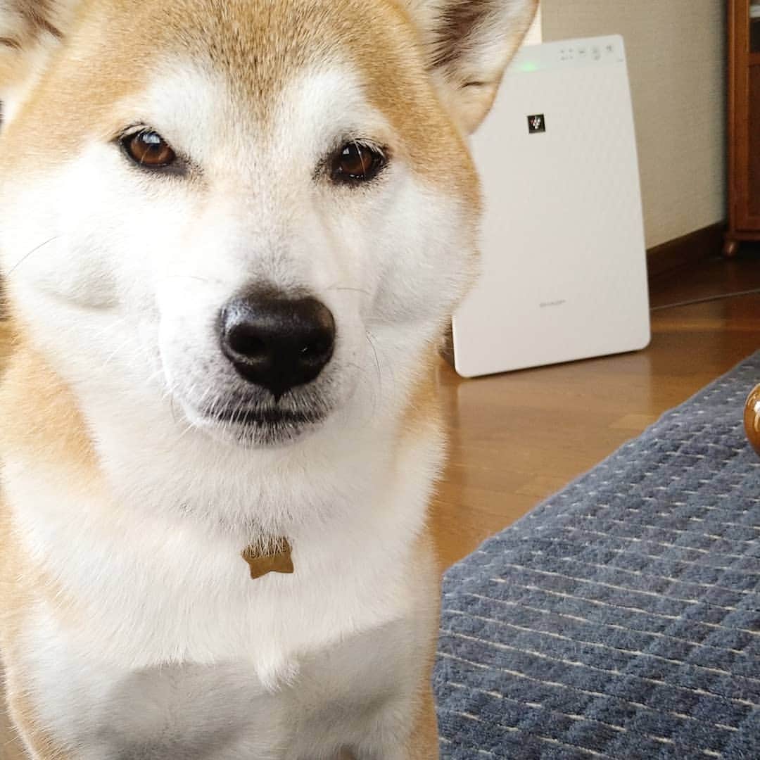 柴犬⭐️サスケのインスタグラム：「こんにちワン #柴犬#赤柴#わんだフォ#ふわもこ部 #🐶📷 #犬ら部 #pecoいぬ部 #🐶#shibastagram #shibagram #shibasnap #北海道#柴北会 #いぬのいる暮らし #茶助#いぬすたぐらむ #1時半のおやつだって#なんで#おやつは3時じゃないのかい#そら太るわ」
