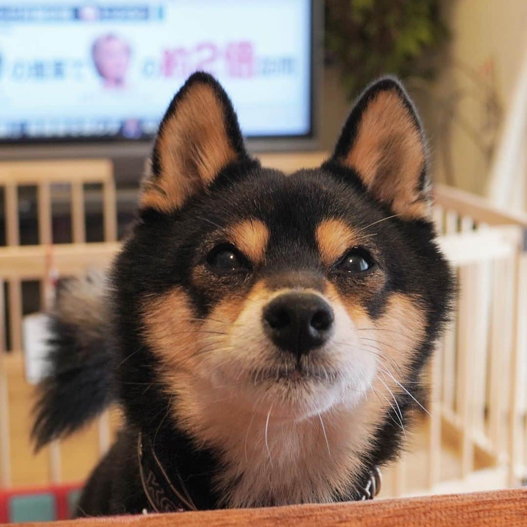 黒豆柴こむぎのインスタグラム