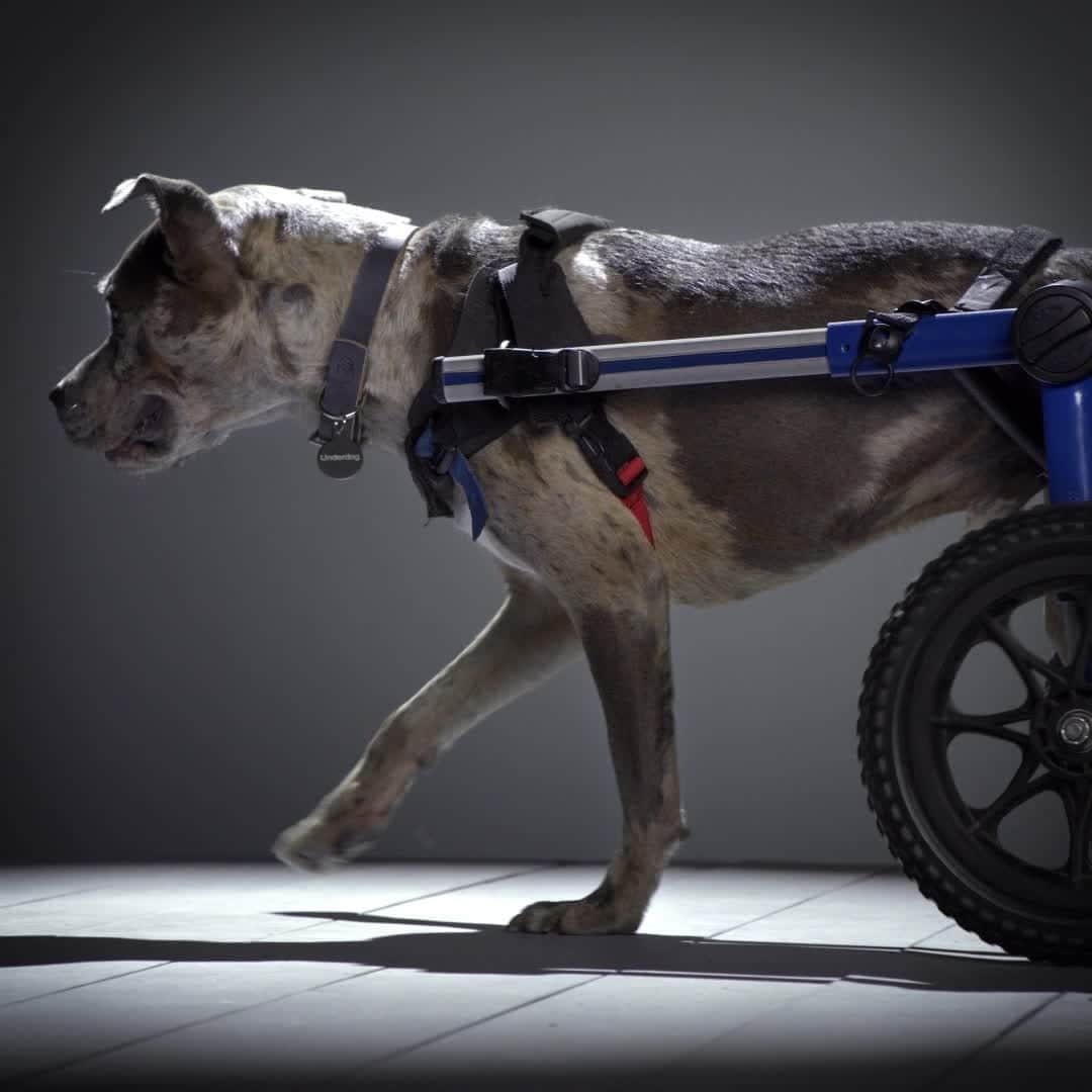 Subaru of Americaのインスタグラム