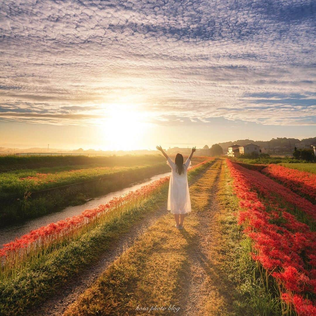 コサさんのインスタグラム写真 - (コサInstagram)「Beautiful Morning 美しい彼岸花ロードの朝でした👍 . Location:愛知 Aichi / Japan🇯🇵 Date:2020年9月 . #彼岸花 #TandDフォトコンテスト2020 #discover #今こそ写真でつながろう #visit_tokai #矢勝川 #sorakataphoto #LBJ_Legend #Rox_Captures #japan_of_insta #light_nikon #art_of_japan_ #tokyocameraclub #dpj_member #team_jp_ #IG_PHOS #photo_jpn #ptk_japan #pt_life_ #bestjapanpics #YourShotPhotographer #広がり同盟メンバー #nipponpic_member #special_spot_legend #s_shot #kf_gallery_vip #1x_japan #IGersJP #Japan_Daytime_View #jgrv_member」10月9日 8時10分 - kosa_photo