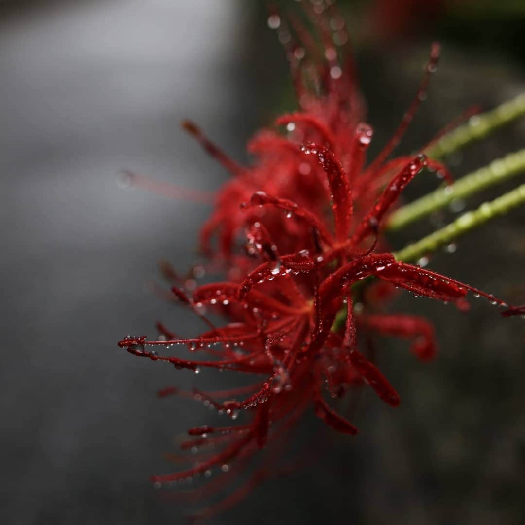 く～さんのインスタグラム写真 - (く～Instagram)「おはようございます☔  雨が似合う場所。 お喋り禁止だし、お一人で来られる方ばかりだし、読書もはかどる。いい気分転換。  そして私はいつもドリンクとクッキーを頼んでしまうのです🍪  帰り道の彼岸花がとてもキレイでした✨  #カフェ #カフェ巡り #カフェ部 #高円寺カフェ #高円寺 #クッキー #アイスティー #読書の秋 #cafephotography #cafe #yummy #igersjp #tokyocafe」10月9日 8時19分 - cafecafecoo