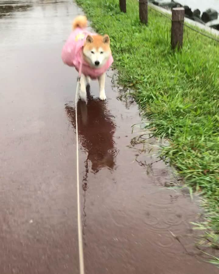 柴犬のモモのインスタグラム