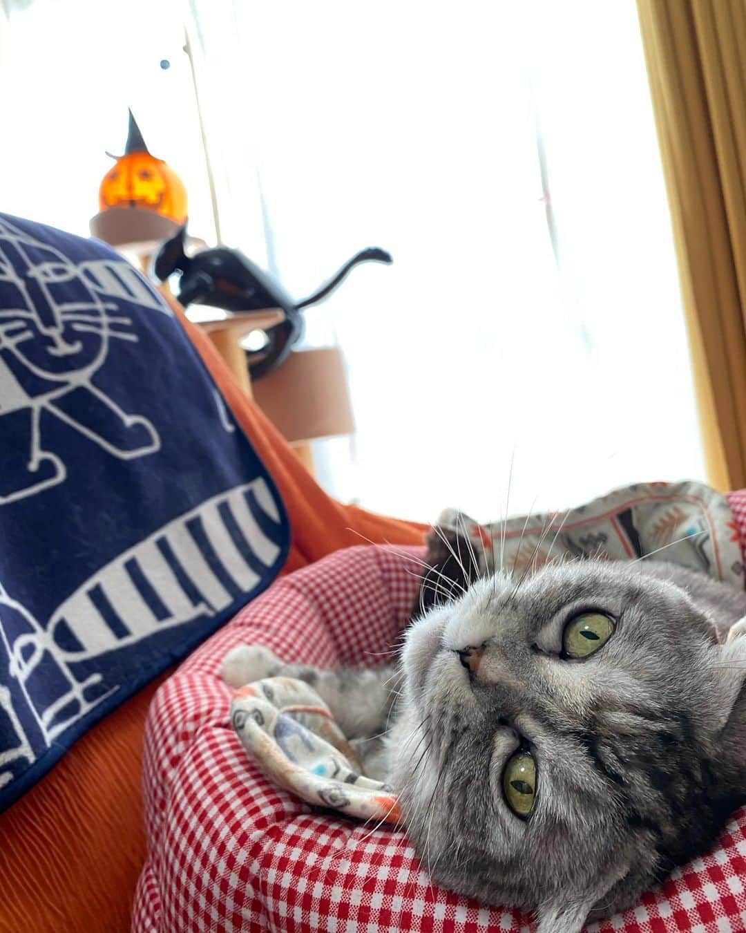 tiaichimaさんのインスタグラム写真 - (tiaichimaInstagram)「Good morning!! ☀️おはナビー!!  *  ナビちんごきげん。  *  #ご機嫌   #ナビちん#cat#neko#ねこ#neko#ネコ#スコティッシュフォールド#致命的な魅力#Scottish Fold#まんじゅう部」10月9日 8時31分 - tiaichima