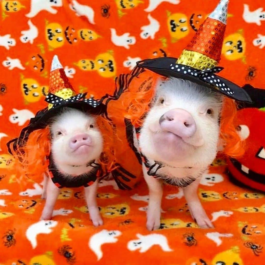 Priscilla and Poppletonさんのインスタグラム写真 - (Priscilla and PoppletonInstagram)「“Witch” way to the snacks? Throwback to Posey’s “witch in training” days!🐷🧙 . Did you see our new Halloween apparel with some of our farm friends? If you missed it, check out our previous post. It’s one of our cutest designs yet, and all proceeds go to help the animals at Prissy and Pop’s Helping Hooves.🐷🧡🖤#prissyandpopshelpinghooves #nonprofit #prissywitch #poseywitch #PrissyandPop」10月9日 8時37分 - prissy_pig