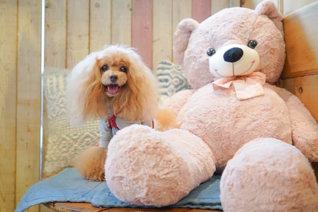 Toypoodle Mikuru?Asakusa Tokyoのインスタグラム