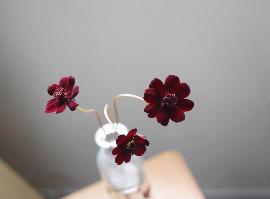 LOVEGREEN -植物と暮らしを豊かに。さんのインスタグラム写真 - (LOVEGREEN -植物と暮らしを豊かに。Instagram)「［チョコレートコスモス］ . ほのかにチョコレートに似た香りを放つコスモスで、深みのある赤茶色の花が魅力的。 . 苗でも切り花でも楽しめます☺️ . 秋の季節感をおうちに取り入れてみるのもおすすめです！ . #チョコレートコスモス#コスモス#季節の花 #花 #花のある暮らし #花束 #花瓶 #花が好き #花のある生活 #花器 #一輪挿し #インテリア雑貨 #インテリア小物 #インテリア好き #インテリア植物 #インテリアフ#フラワーベース#ナチュラルインテリア #賃貸インテリア #植物のある暮らし #シンプルな暮らし #シンプルライフ #暮らしを楽しむ #日々の暮らし#ガラス」10月9日 9時14分 - lovegreen_official