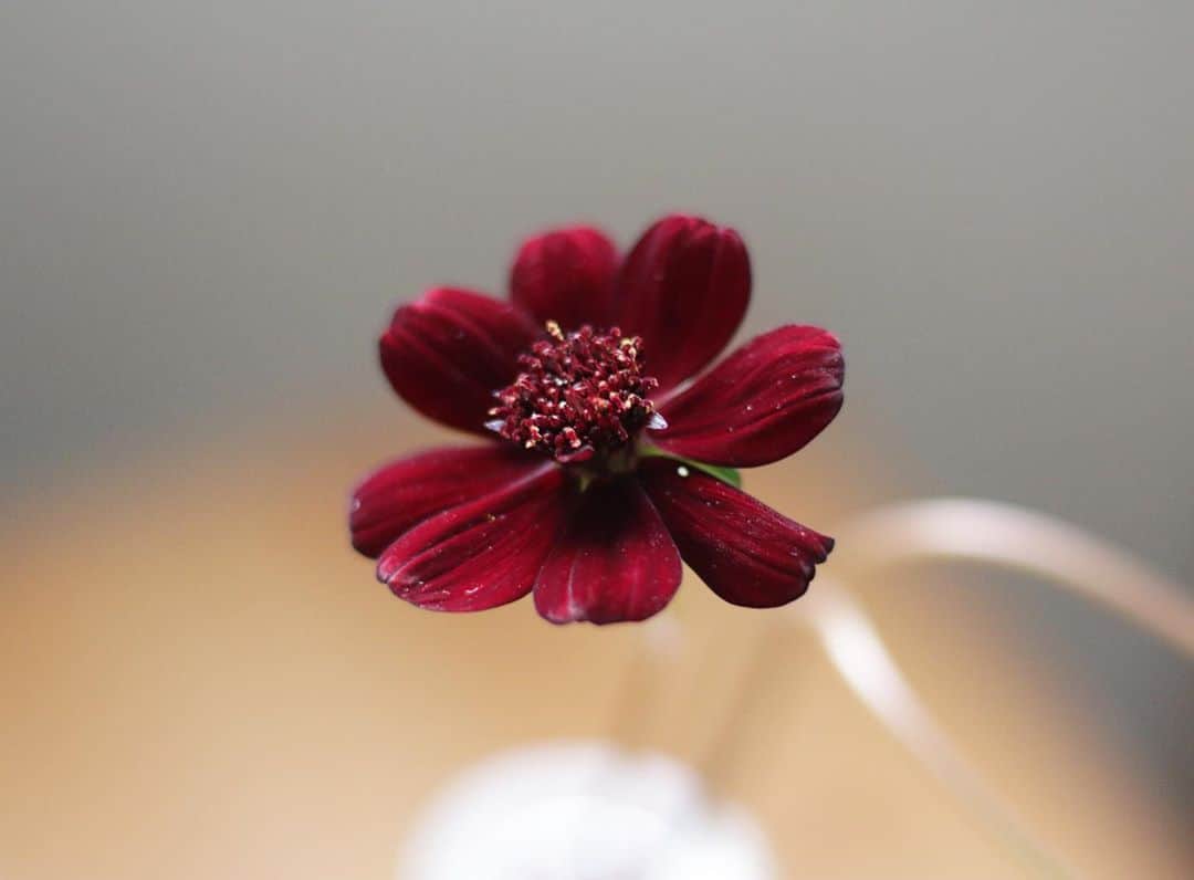 LOVEGREEN -植物と暮らしを豊かに。さんのインスタグラム写真 - (LOVEGREEN -植物と暮らしを豊かに。Instagram)「［チョコレートコスモス］ . ほのかにチョコレートに似た香りを放つコスモスで、深みのある赤茶色の花が魅力的。 . 苗でも切り花でも楽しめます☺️ . 秋の季節感をおうちに取り入れてみるのもおすすめです！ . #チョコレートコスモス#コスモス#季節の花 #花 #花のある暮らし #花束 #花瓶 #花が好き #花のある生活 #花器 #一輪挿し #インテリア雑貨 #インテリア小物 #インテリア好き #インテリア植物 #インテリアフ#フラワーベース#ナチュラルインテリア #賃貸インテリア #植物のある暮らし #シンプルな暮らし #シンプルライフ #暮らしを楽しむ #日々の暮らし#ガラス」10月9日 9時14分 - lovegreen_official