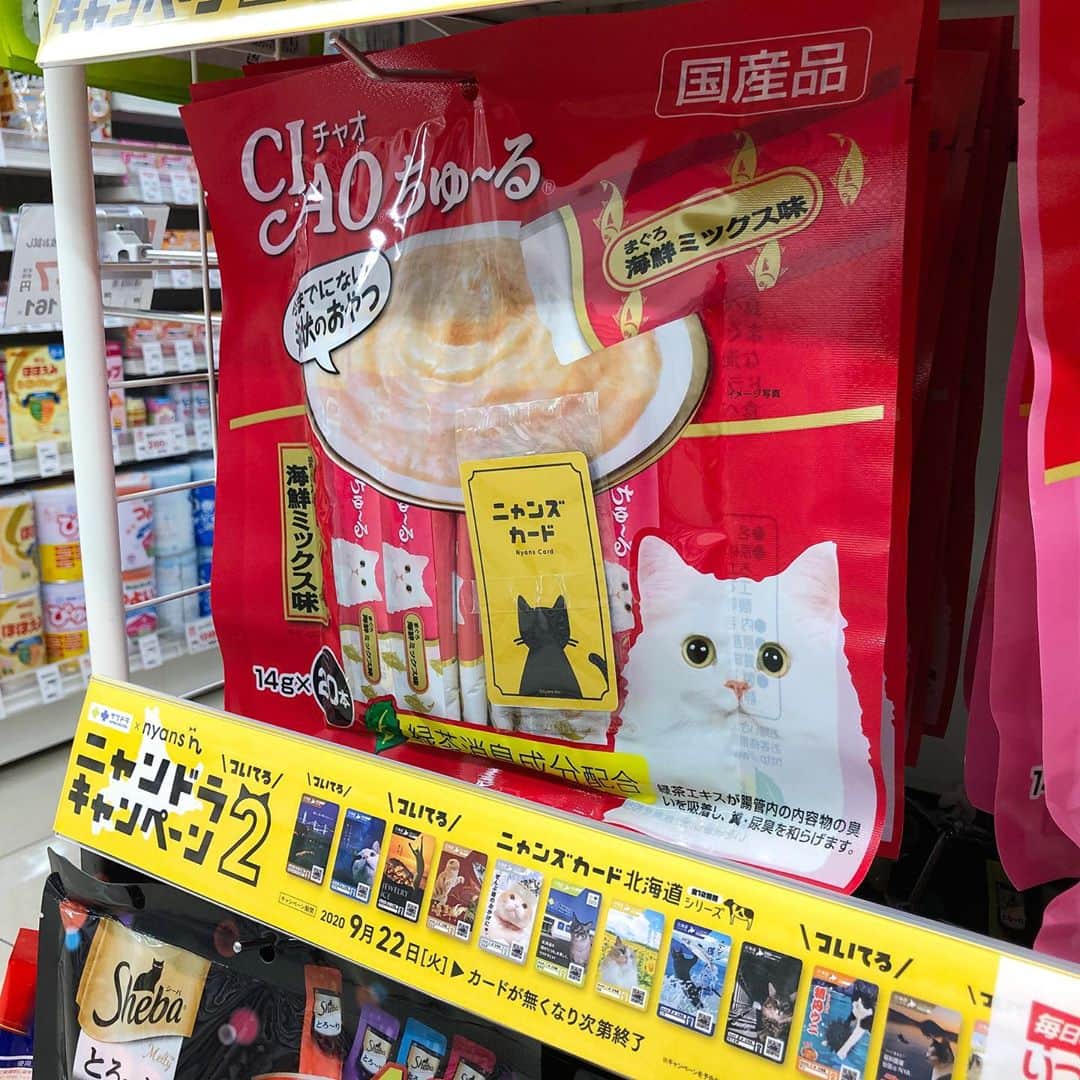 マアルさんのインスタグラム写真 - (マアルInstagram)「北海道のサツドラで「ニャンドラキャンペーン２」はじまっています！サツドラ各店で販売しているキャットフードに、ニャンズカードとして付いています。旭川では大町店にたくさんありました～  北海道の猫たちがたくさんカード化されていて集めるのが楽しみです。  そして、カードになりたい猫も募集中なので、応募してみてください！  我が家の「ラル」もカードになりました(•ө•)♡  #ニャンズカード #ニャンドラキャンペーン #サツドラ #nyans #北海道 #旭川」10月9日 9時17分 - psmaaru