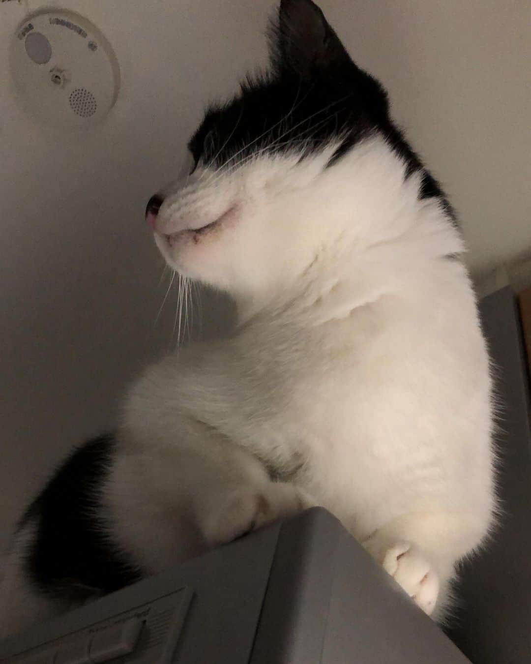 ぽんずのインスタグラム：「キッチンにて。 上からの襲撃。  #ねこ#猫#cat#猫好き#親バカ#はちわれ#ハチワレ#はちわれ猫#ハチワレ猫#白黒猫部#にゃんすたぐらむ#ilovecat#猫大好き#うちの猫自慢#白黒猫 #我が家のぽんずくん #ちゅーちゅー妖怪」