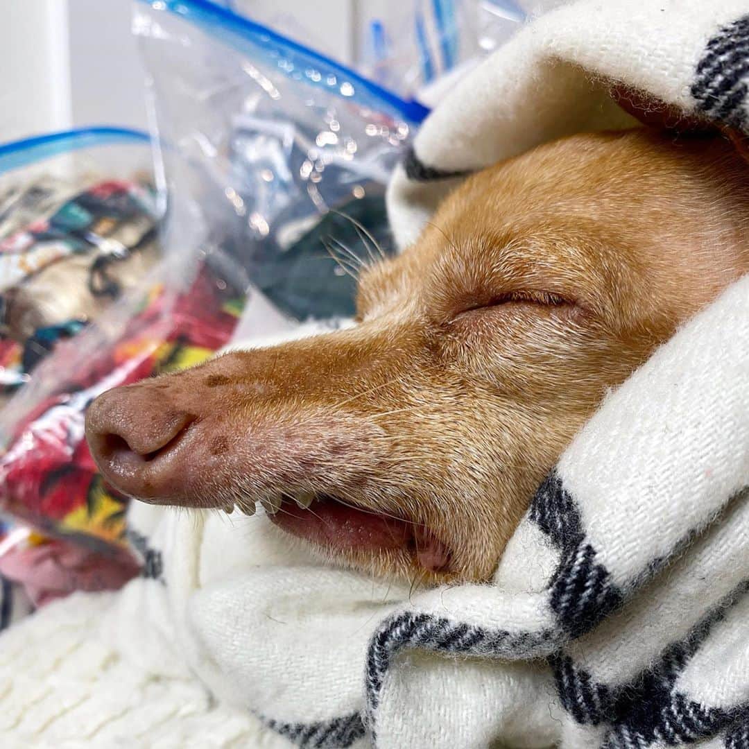 Tuna {breed:chiweenie} さんのインスタグラム写真 - (Tuna {breed:chiweenie} Instagram)「Someone is working really hard on finalising the 2021 calendar, and by someone, I mean Tuna’s dad. Tuna’s been sleeping most of the day. Haha. Next year’s calendar will go on pre-sale in a couple weeks, and it will feature costumes, per many people’s requests, since last year’s calendar was The Naked Tuna Edition. The bags behind him are the costumes. Anyone wanna take a guess at what the theme is this coming year?」10月9日 10時10分 - tunameltsmyheart