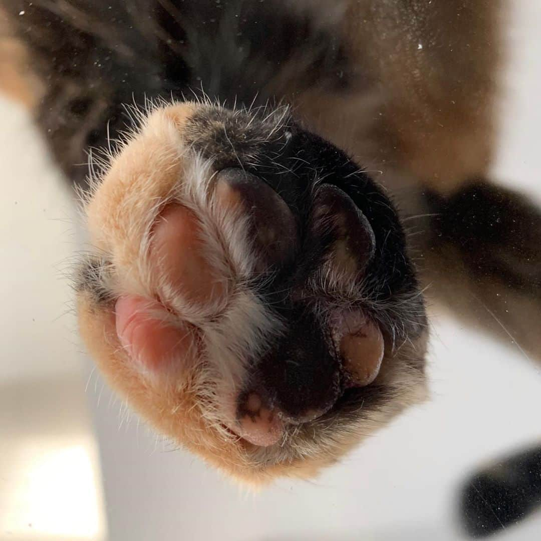 Venus Cat さんのインスタグラム写真 - (Venus Cat Instagram)「Mom loves to look at my toe beans when I sleep like this. Some are pink, some are black, & some are split like my face! Swipe over to see a closeup of my two toned toe beans. 💗🖤 #toebeans #sleepingcat #goodnight」10月9日 10時32分 - venustwofacecat