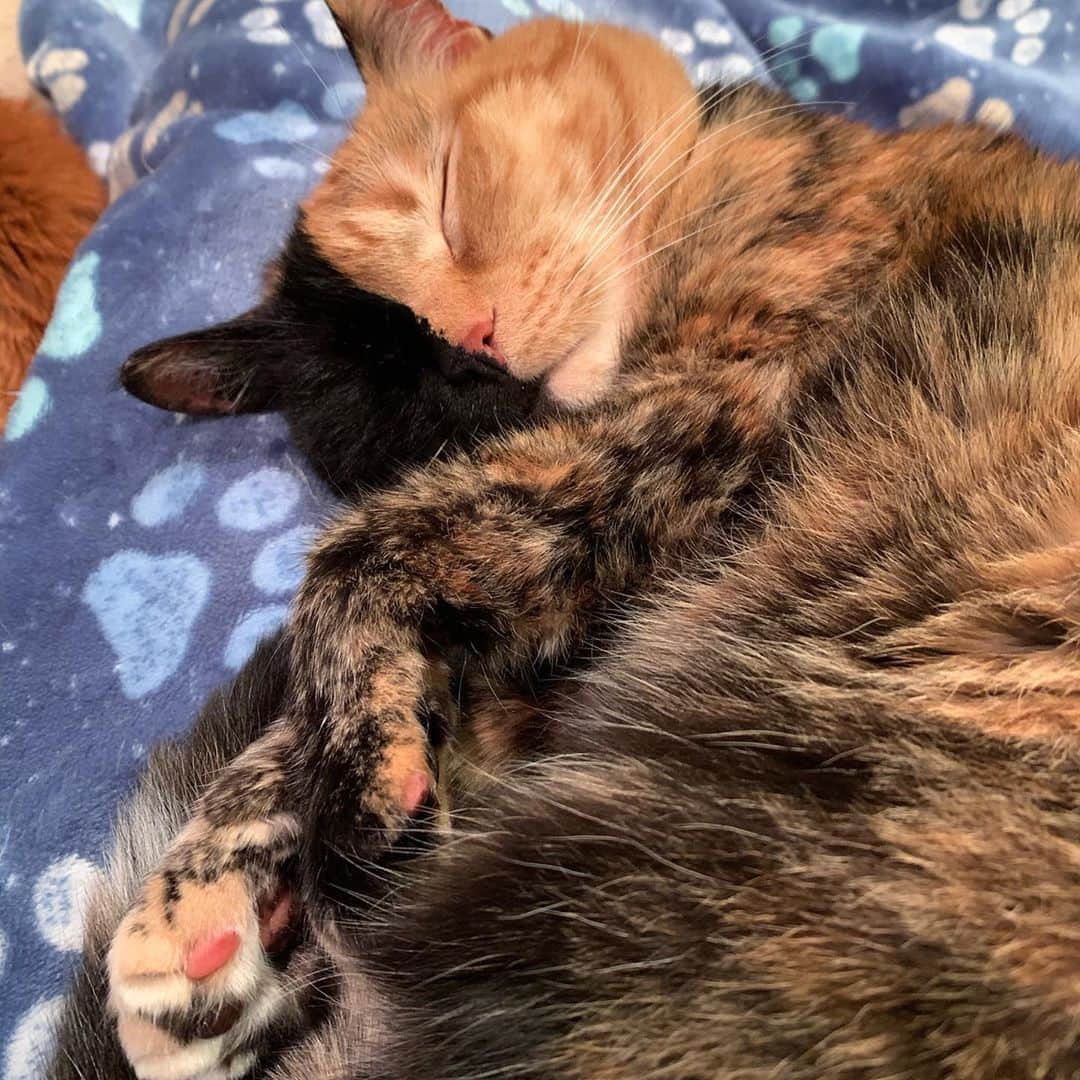 Venus Cat のインスタグラム：「Mom loves to look at my toe beans when I sleep like this. Some are pink, some are black, & some are split like my face! Swipe over to see a closeup of my two toned toe beans. 💗🖤 #toebeans #sleepingcat #goodnight」