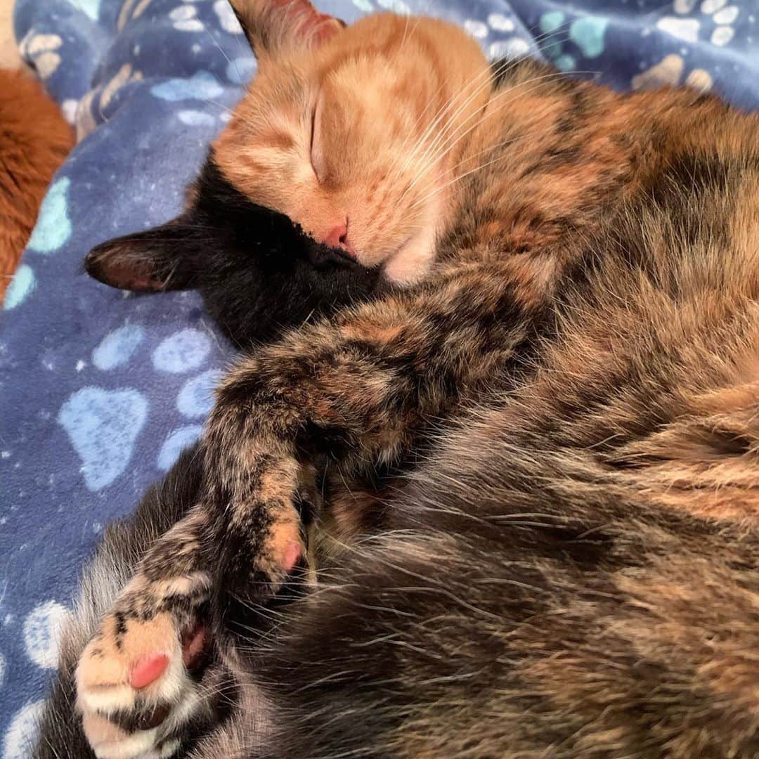 Venus Cat のインスタグラム