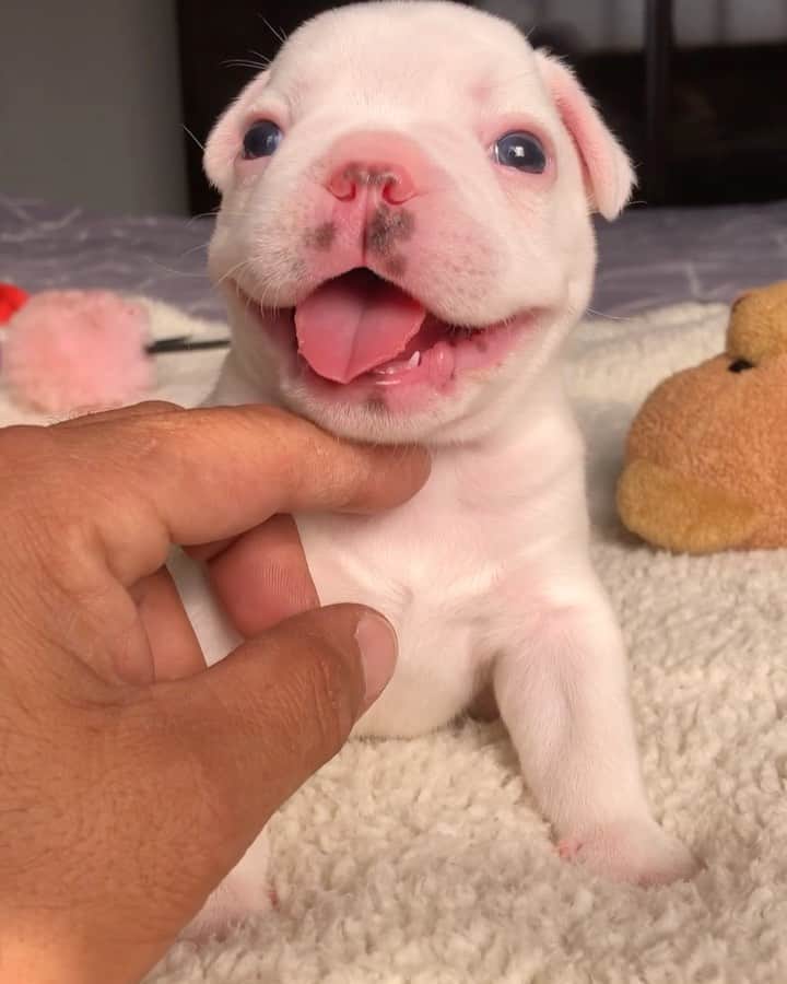 Regeneratti&Oliveira Kennelのインスタグラム：「Meet Otto, he is So Cute 🥰 #frenchie #cutepuppy #frenchies1 #frenchbulldog」