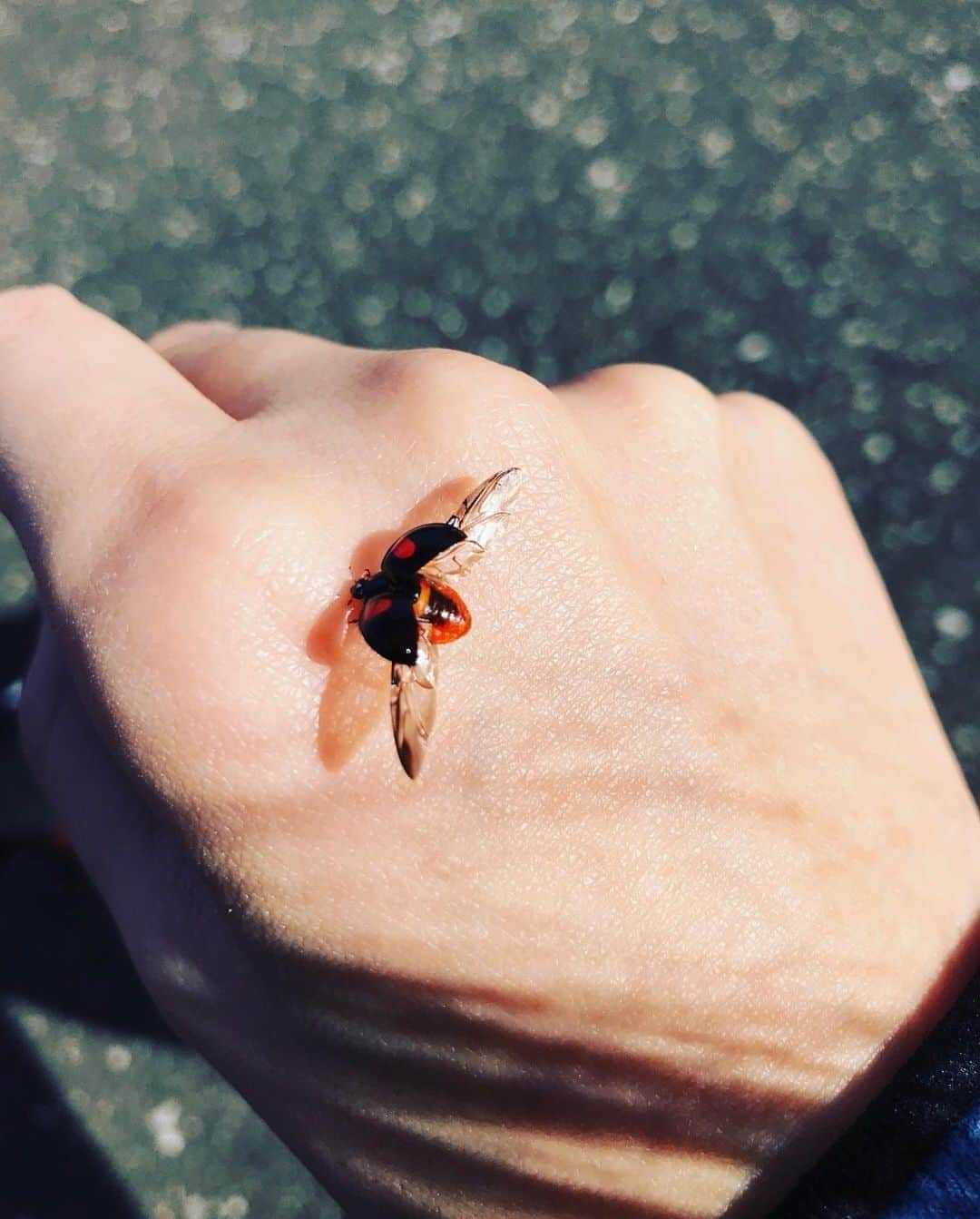 遠海まりこさんのインスタグラム写真 - (遠海まりこInstagram)「Lady Bug Lady Bird﻿ ———————————————————————﻿  Lady bug alighted on my hand. Beautiful.   #ladybug #ladybird #maria #beautiful #lucky #flying #moments #てんとう虫 #女神 #マリア」10月9日 10時53分 - marikotohmi99
