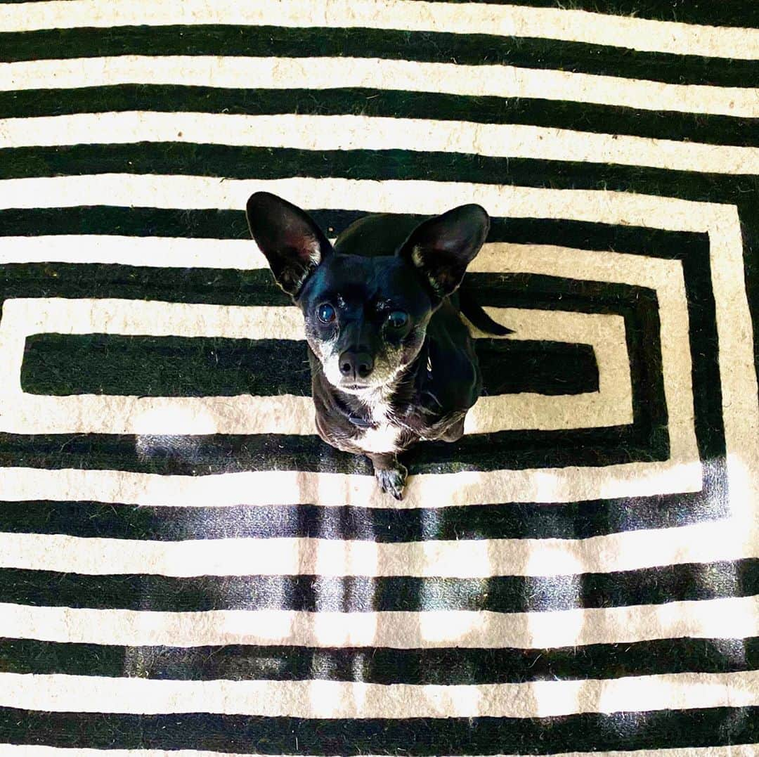 ジュリアン・ムーアさんのインスタグラム写真 - (ジュリアン・ムーアInstagram)「Photo by @freundlich96 of our very special #milly on the rug.  Just a palate cleanser - we need it after the last few days.」10月9日 11時27分 - juliannemoore