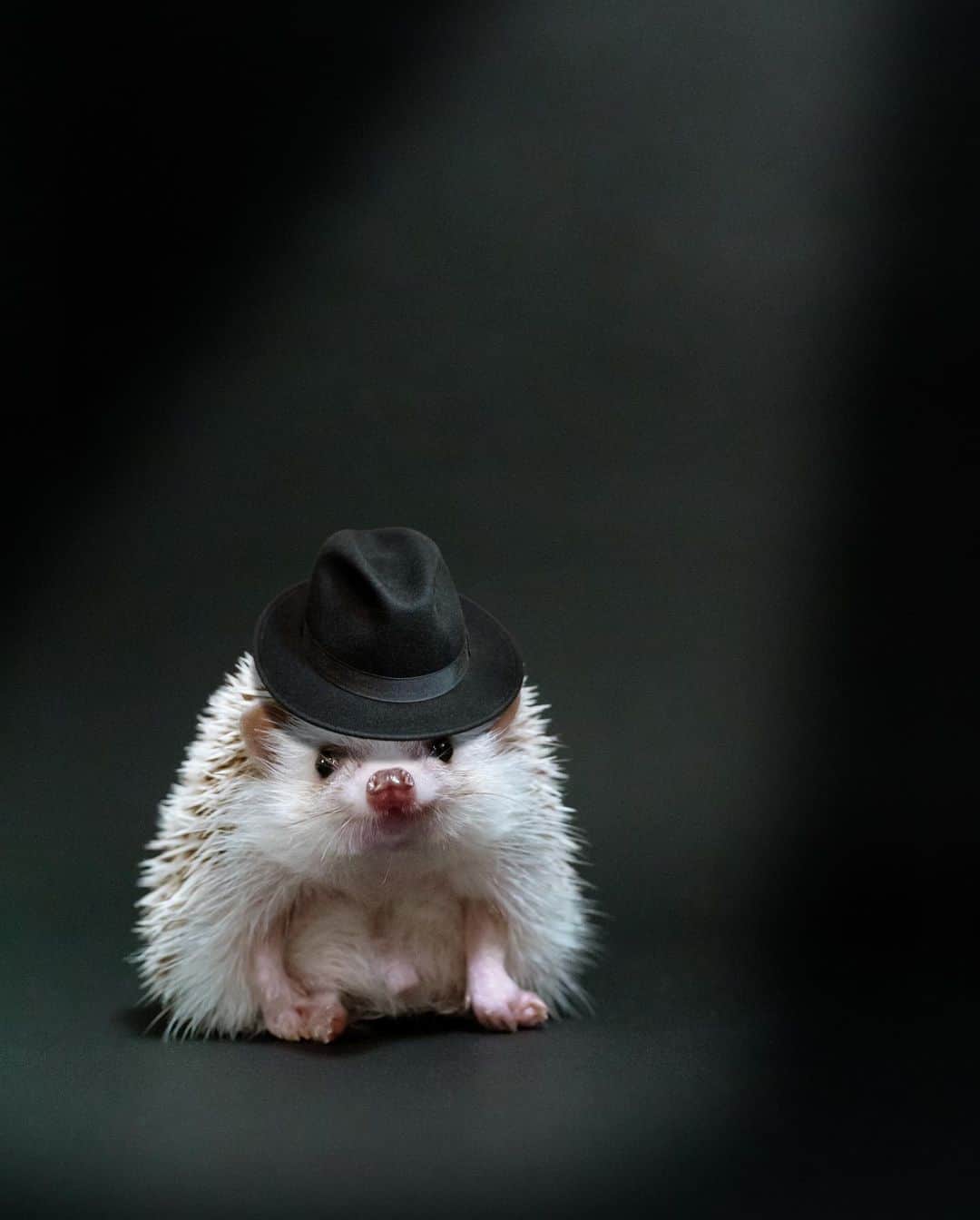 ダーシーのインスタグラム：「Moonwalker is waiting for treats🕺🎩🐛✨ *Photoshopped  前回のリールの撮影中です📸 夜にケージから出すと、おやつをもらうまでずっとこうやって座ってます😂」