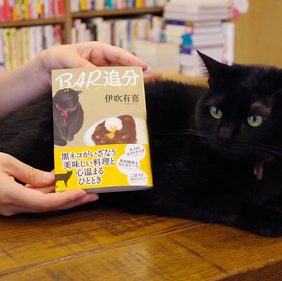 のインスタグラム：「本とクラフトビールを楽しむ企画「#本にあうビール」は今週末まで📚🍻  みなさんの、「クラフトビール片手に読みたい本」を教えてください！ 素敵な投稿をくださった方に、超限定のオリジナル図書カードや、2万円相当（！）の選書宅配サービスのプレゼントもご用意しています🎁 秋の夜長にほろ酔い読書しませんか？  応募方法 ===  📚クラフトビールとあう本を選ぶ (クラフトビールにあう！と感じれば何でもOK)  📚#本にあうビール とビール名のハッシュタグ（例#よなよなエール）をつけて、オススメポイントを投稿  ※写真はあってもなくてもＯＫ！  〆切は10/11(日) 23:59  === === ===   こちらの投稿写真は、三軒茶屋の住宅街にある猫ちゃんに会える本屋さん、「Cat’s Meow Books（#キャッツミャウブックス）」の店長、安村正也さんに選んで頂いた、#水曜日のネコ にあう本です🐈  ▼SNSキャンペーンはこちら▼ https://yonasato.com/column/hon_beer_snscp  ビールを愛する本屋さんによる「特別な選書」が楽しめるのも今週末まで。 ぜひお近くの本屋さんに遊びに行ってみてくださいね。  ▼キャンペーン展開中本屋さん一覧▼ https://yonasato.com/column/hon_beer_ichiran . . #ビール #クラフトビール #家飲み #飲酒タグラム #宅飲み #呑み #ビール女子 #ビール好き #ビアスタグラム #ビールクズ #ビール大好き #ビール好きな人と繋がりたい #beer #ビール部 #ヤッホーブルーイング #ビール飲みたい #缶ビール #読書 #読書好きな人と繋がりたい #読書部 #本好きな人と繋がりたい」
