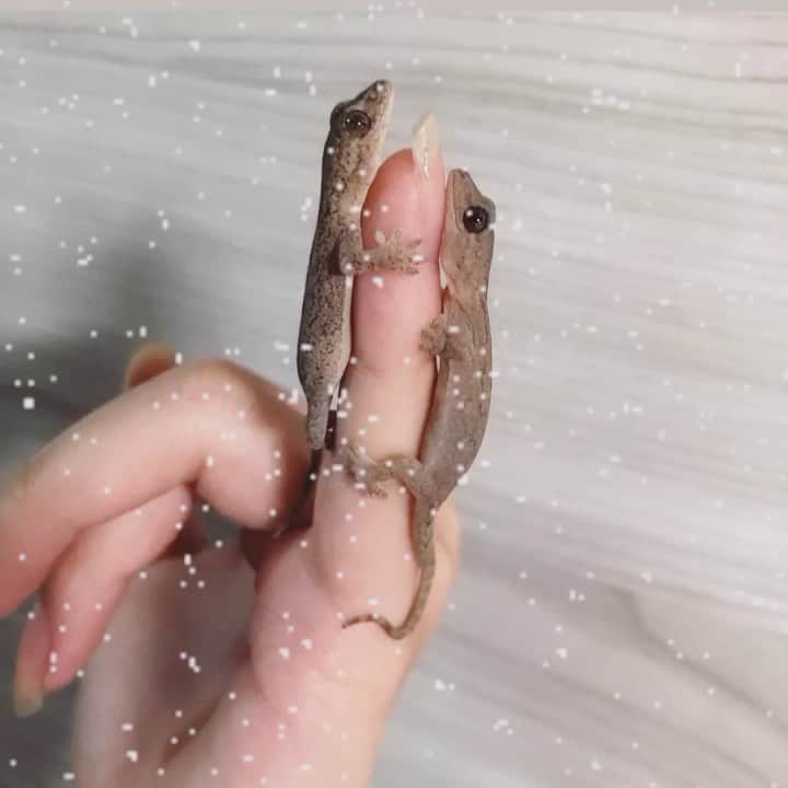 赤荻百華のインスタグラム：「#マイケルとジャクソン」