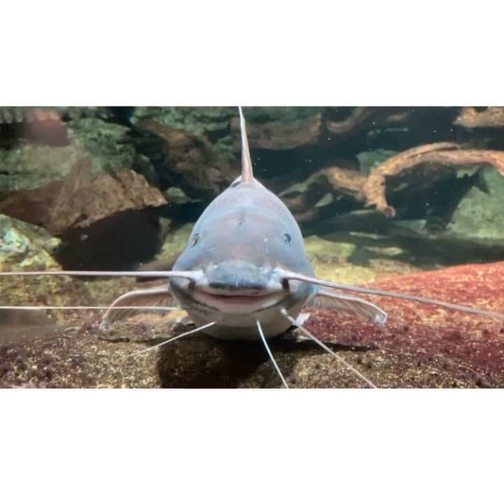 七輝かおるのインスタグラム：「愛ちゃんと水族館🐟  からの、みぃにも会えた😍✨✨  同期に会えたの久々で幸せ🥺💕💕 そしてこのナマズとクラゲに大変癒されました😂  一日早すぎたよ😭😭😭  愛ちゃん、みぃ、ありがとーーー😚💕💕」