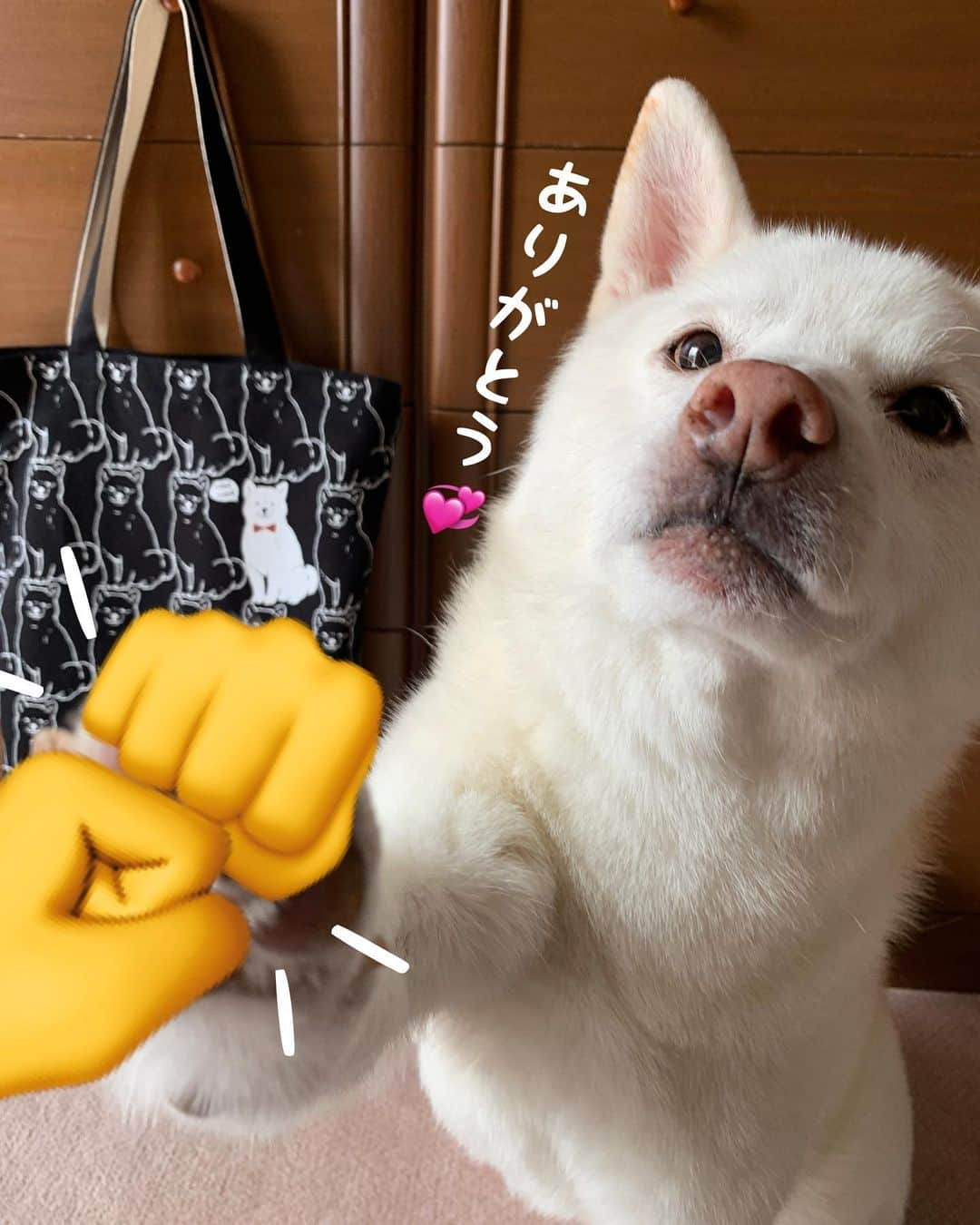 Jacknomamaのインスタグラム：「☆こんなの見ると直ぐ買いたくなる！病気かな⁉️😆 エコバッグは沢山有るのに🐶💦 . #グータッチ #病気かも #エコバッグ #ボク愛されてる #しばいぬ #しろしば #ツンツン犬 #柴犬 #白柴 #白柴ジャック #忠犬には程遠い #ペットじゃないよ #家族だよ #愛犬 #shiba #shibaken #shibainu #shiroshiba #insta_dog #insta_dogs」