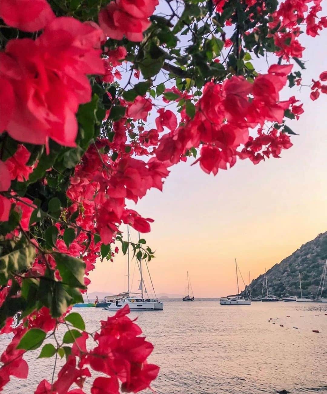 ダニジョーのインスタグラム：「Taking our color cues from nature 🌺 🌅」
